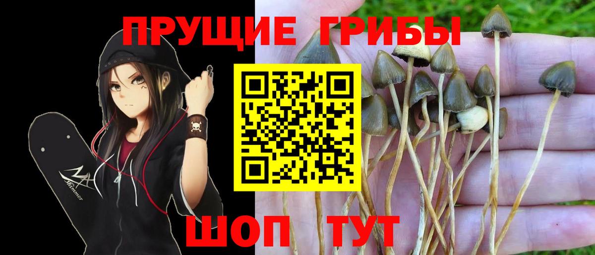 Галлюциногенные грибы Psilocybine cubensis  Галлюциногенные грибы прущие грибы  Усинск  Вход с VPN 